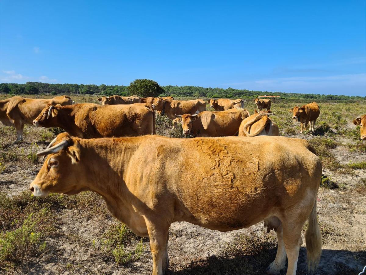 Herdade Da Vagem Rogil Zewnętrze zdjęcie